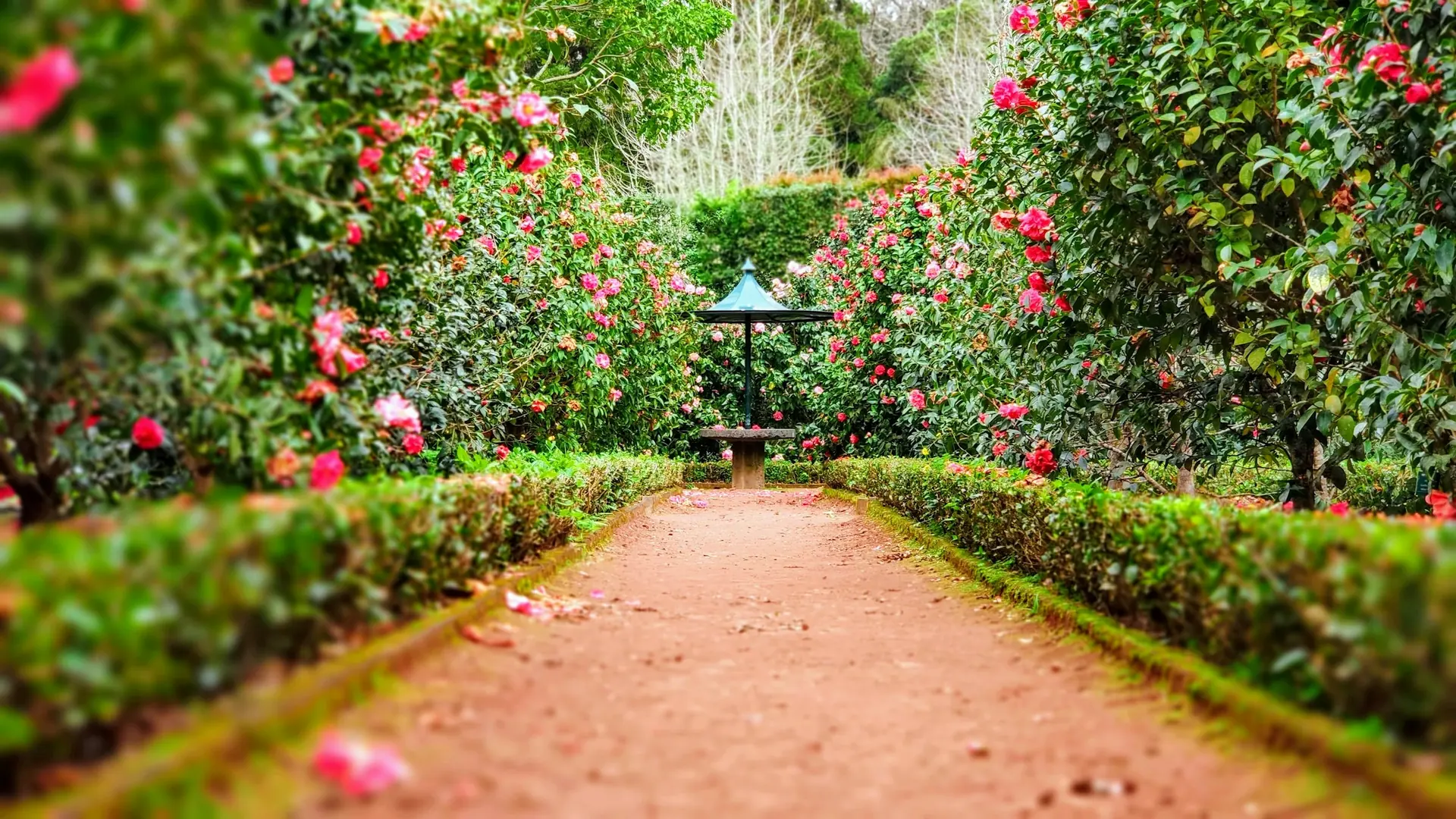 Gepflegter Gartenweg zwischen blühenden Hecken - Gartenbau von Künzler Facility Management